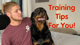 How to Train Your Rottweiler Dog: The Ultimate Guide