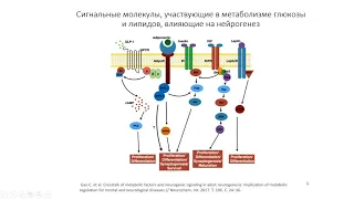 Хоткина Н. А. - Физиология и современная медицина. Цикл научных докладов - Лекция 5