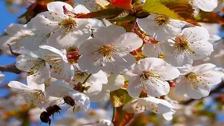 Դռները բացեք, Գարուն է Գալիս 🌸 🌸 🌸 Garun  e Galis