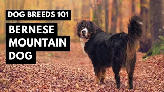 Bernese Mountain Dog 101: Everything You Need to Know!