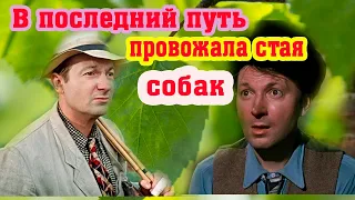 Как и почему оборвалась жизнь великого актера Георгия Вицина. В последний путь провожала стая  собак