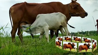 baby cow drinking milk chocolate