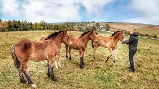 ЛОШАТА ПО АЛЬТЕСУ/КОНІ ВАГОВОЗИ/horses in Ukraine