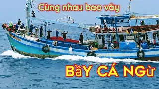 Bao vây bầy cá ngừ lần đầu trong ngày.Cuộc sống biển# Sóng biển hứa đông