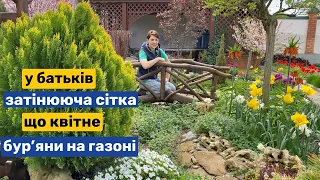 Заливає, а садок квітне! У батьків на ділянці. Затінююча сітка. Газон в бур'янах.