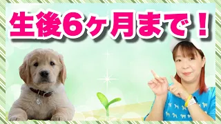 犬のしつけは生後６ヶ月までが大事！教えておきたい７つのしつけ