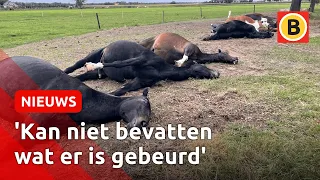 7 paarden dood door blikseminslag in Maarheeze | Omroep Brabant