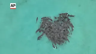 Pod of pilot whales stranded on Australian beach