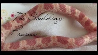 Corn Snake - The Shedding Process