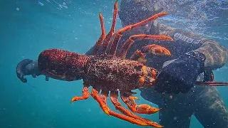 LOBSTER DIVING South Australia Catch Cook!