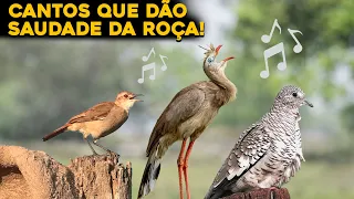 8 CANTOS DE AVES QUE TRAZEM SAUDADE DA ROÇA!  Cantos mais conhecidos do Brasil!