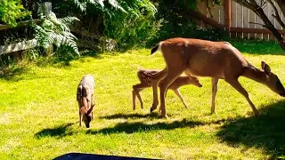 Mama Deer Shows Off Her New Twin Fawn Twins from Summer's Past😀 Like Subscribe #deer #fawn #summer