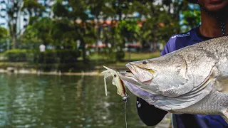 These fish are STRONG! | D'Best Premium Pond | Singapore 2023 |