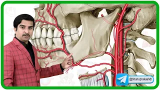 External Carotid Artery Anatomy and its branches Animation 🌟🚀