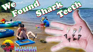 Finding Shark Teeth at Shark Tooth Island, NC | Megalodon Shark Tooth Hunting | Kayak7seas