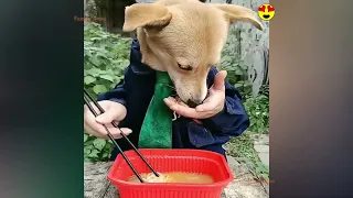 Random Funny Videos |Try Not To Laugh Compilation | Cute People And Animals Doing Funny Things P102