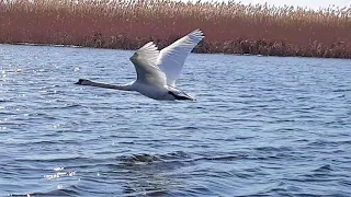 Астрахань, рыбалка и лебеди