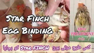 Star Finch Egg Binding Treatment | Healthy Recovery