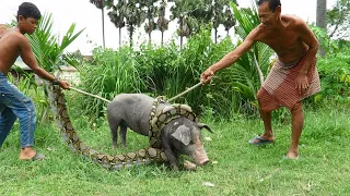 Anaconda Enters Pig Pen--Eats Pig (Extended, Time Lapse x5)