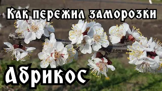 ЦВЕТЕНИЕ СОРТОВ АБРИКОС