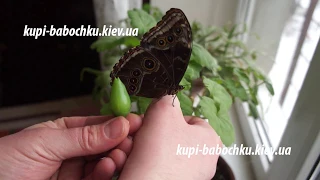 бабочка и куколка Голубой Морфо (Morpho Peleides)