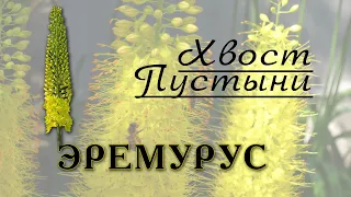 Эремурусы - эффектные неприхотливые цветы для сада. Всё о выращивании.