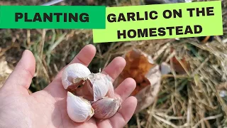 We NEED to PLANT GARLIC Before it Gets any Colder!!! | OUR FOREST HOMESTEAD