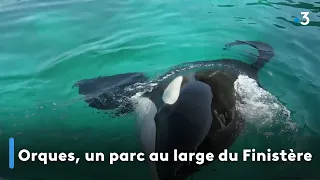 Orques, un parc au large du Finistère