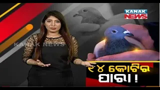 Special Report: Unbelievable! Pigeon Fetches Price Of Rs 14 Crore