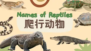 【神秘的爬行动物Names of Reptiles in Chinese】鳄鱼🐊 蜥蜴🦎 蛇🐍Chinese Vocabulary Learning for Reptiles 幼儿必知100个动物