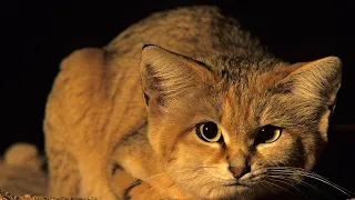 Барханный кот - эксперт по выживанию в пустыне! Интересные факты о барханной кошке.