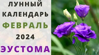 ЭУСТОМА: лунный календарь на ФЕВРАЛЬ 2024! Когда сажать семена эустомы / лизиантуса на рассаду?