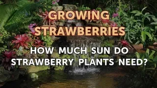 How Much Sun Do Strawberry Plants Need?