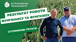 Результат роботи фунгіцидів "Фунгімакс" та "Фунгісил": пшениця на суглинкових ґрунтах