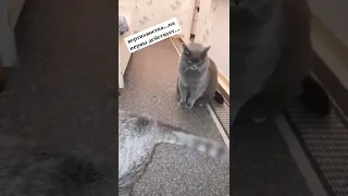 Вертихвостка!😼