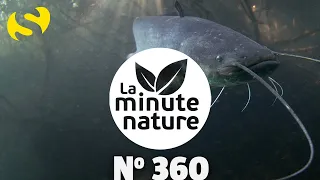 DANS L'OMBRE DU SILURE (No 360)