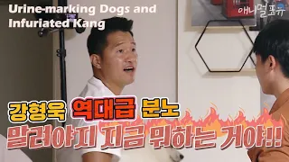 Urine-marking Dogs and Infuriated Trainer Kang [Dogs Are Incredible]