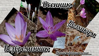 Опасная красота осени 😍 Безвременник! Яркая нежность! Моя коллекция)