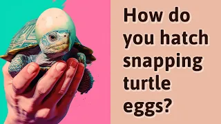 How do you hatch snapping turtle eggs?