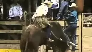 Terry Don West Bull Riding