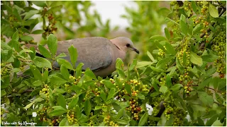 Black Bird Flies - Richard Clayderman | Melodia Romantica 4K