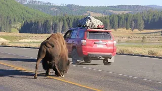 Incredible Yellowstone Bison Battle on the Road