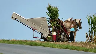 Amish corn binder in operation.