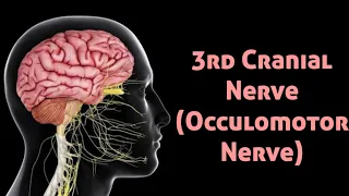 Anatomy of 3rd Cranial Nerve ( Occulomotor Nerve ) || Course || Grey's Anatomy ||