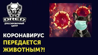 Коронавирус передается животным? Животные могут быть переносчиками | Коронавирус Россия Украина 2020