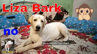 How to Train your Dog/Puppy to Bark (Speak) | Easy Home Training