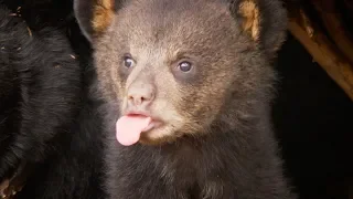 Picture Day for CUTE Bear Cubs! | BBC Earth