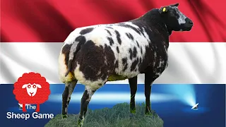 HAVE YOU SPOTTED THESE DUTCH SHEEP YET?