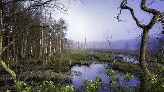 Sounds of the swamp. Звуки болота.