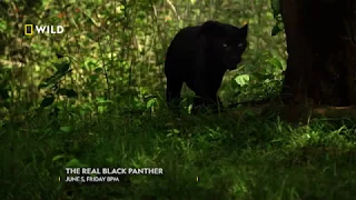 The Real Black Panther | 5th June 8 PM | #NatGeoWild